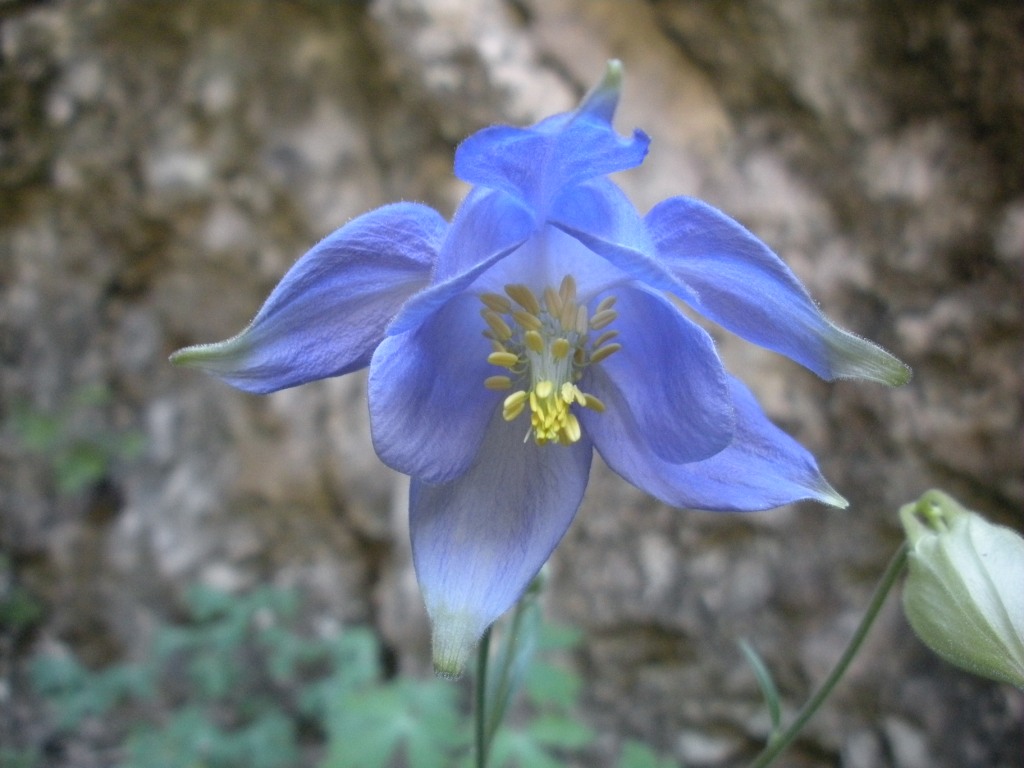 Aquilegia champagnatii / Aquilegia di Champagnat